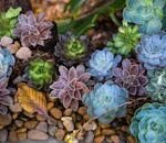 Home A colorful collection of succulents among stones in an outdoor garden.